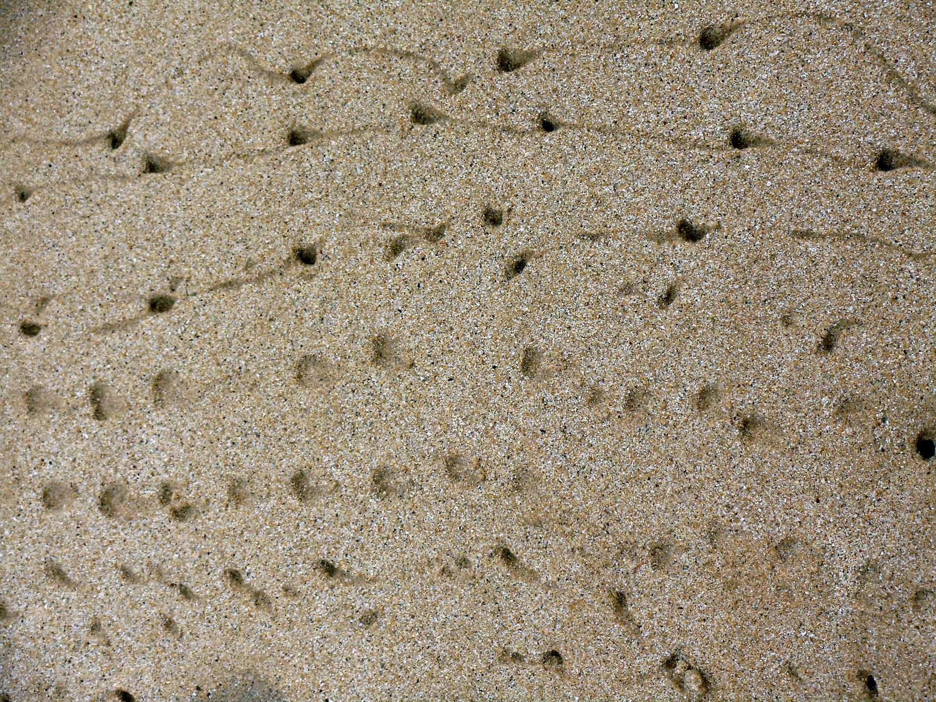 crab-sand-footprints-texture